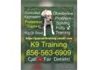 K9 Trainer For Hire NYC